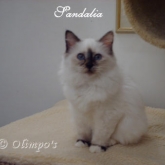 Olimpo's Sandalia